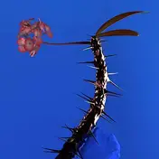 Flume - Skin Companion EP II -EP-
