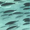 7inch Vinyl Single - Flying Saucer Attack / Jessamine - At Night / From Here To And Now Otherwise