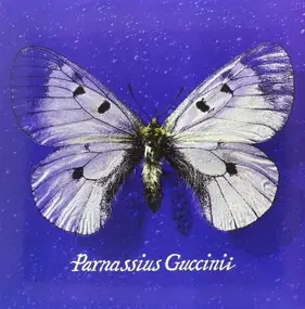 Francesco Guccini - Parnassius Guccinii