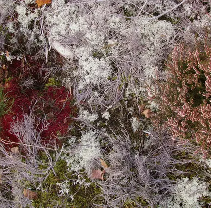 Fursaxa - Mycorrhizae Realm