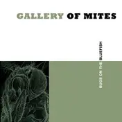 Gallery of Mites - Bugs On A Bluefish