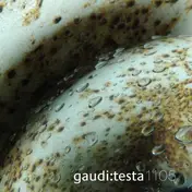Gaudi - Gaudi:Testa 1105