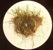 GC - Humeda
