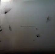 Double LP - Gentleman - Diversity - 180g