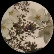 12inch Vinyl Single - Gecko - Just Close Your Eyes 2.8