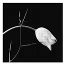 CD - Gidon Kremer - Astor Piazzolla - El Tango