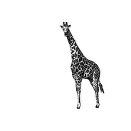 Giraffe - Juni
