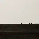 CD - Giulio Aldinucci - Goccia - cardboard sleeve