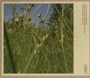 CD - Greg Davis - Somnia