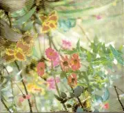 Double CD - Harold Budd - Avalon Sutra - Digipak