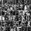 12inch Vinyl Single - Hinode - Globular Clusters EP