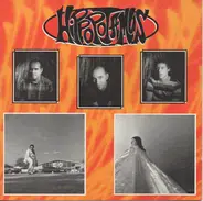 Hippopotamus - Hippopotamus