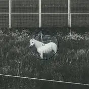 Honesty - A Horse With No Name
