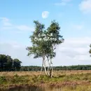 CD - i am oak - Our Blood