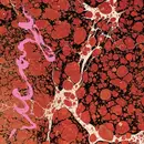 LP - Iceage - Beyondless