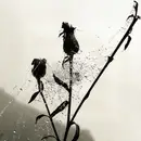 LP - Iamnoone - Dead Season - White