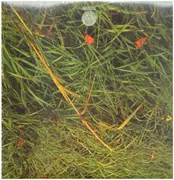 LP - Ian Carr - Belladonna