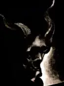 In Solitude - WORLD THE FLESH..