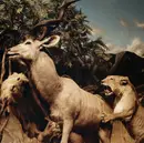 CD - Interpol - Our Love To Admire