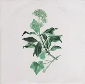 Isaac Vallentin - Hedera