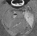 CD - Iron Lung - Sexless // No Sex