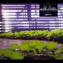 CD - Jeff London - The Bane Of Progress - Digipack