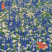 Double LP - Jeigo - Cerulean