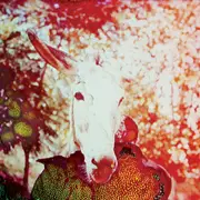 CD - Jerusalem In My Heart - If He Dies, If If If If If If - Digisleeve