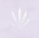 Jj - JJ N° 2.1