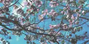 CD - Joel R. L. Phelps & The Downer Trio - Blackbird