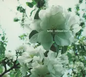 KETTEL - Volleyed Iron