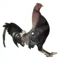 Picture LP - King Kurt - Big Cock