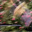 12inch Vinyl Single - Kirsty Hawkshaw - Leafy Lane