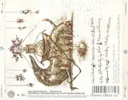 CD - Korn - Untitled