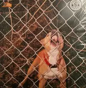 Knocked Loose - Pop Culture