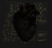 Last Harbour - YOUR HEART, IT CARRIES THE SOUND