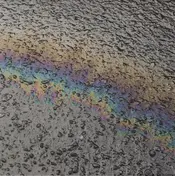 LAUREL HALO - In Situ