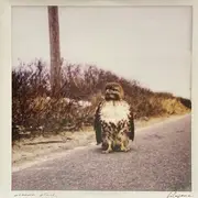 12inch Vinyl Single - Libyans - A Common Place