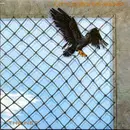 LP - Little River Band - The Net