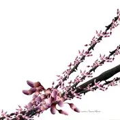 Luciano - Yamoré Remix