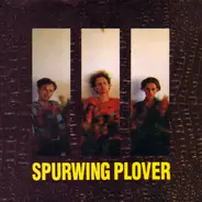 Lul - Spurwing Plover