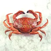 mariachi el bronx - Mariachi El Bronx