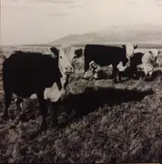 LP - Mark Kozelek - The Finally LP - White Vinyl, Gatefold