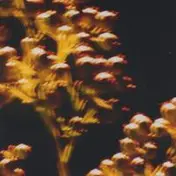 Matt Bauer - Nandina