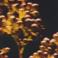 Matt Bauer - Nandina