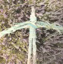 LP - Matt Deighton - Villager