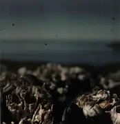 Double LP - Moddi - Floriography