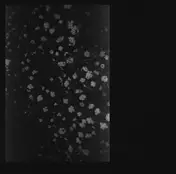 Motorama - Poverty