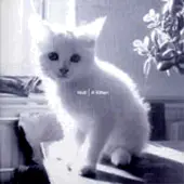 Nail - A Kitten