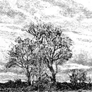 12inch Vinyl Single - Nax_Acid - A Purple Flower On The Moon